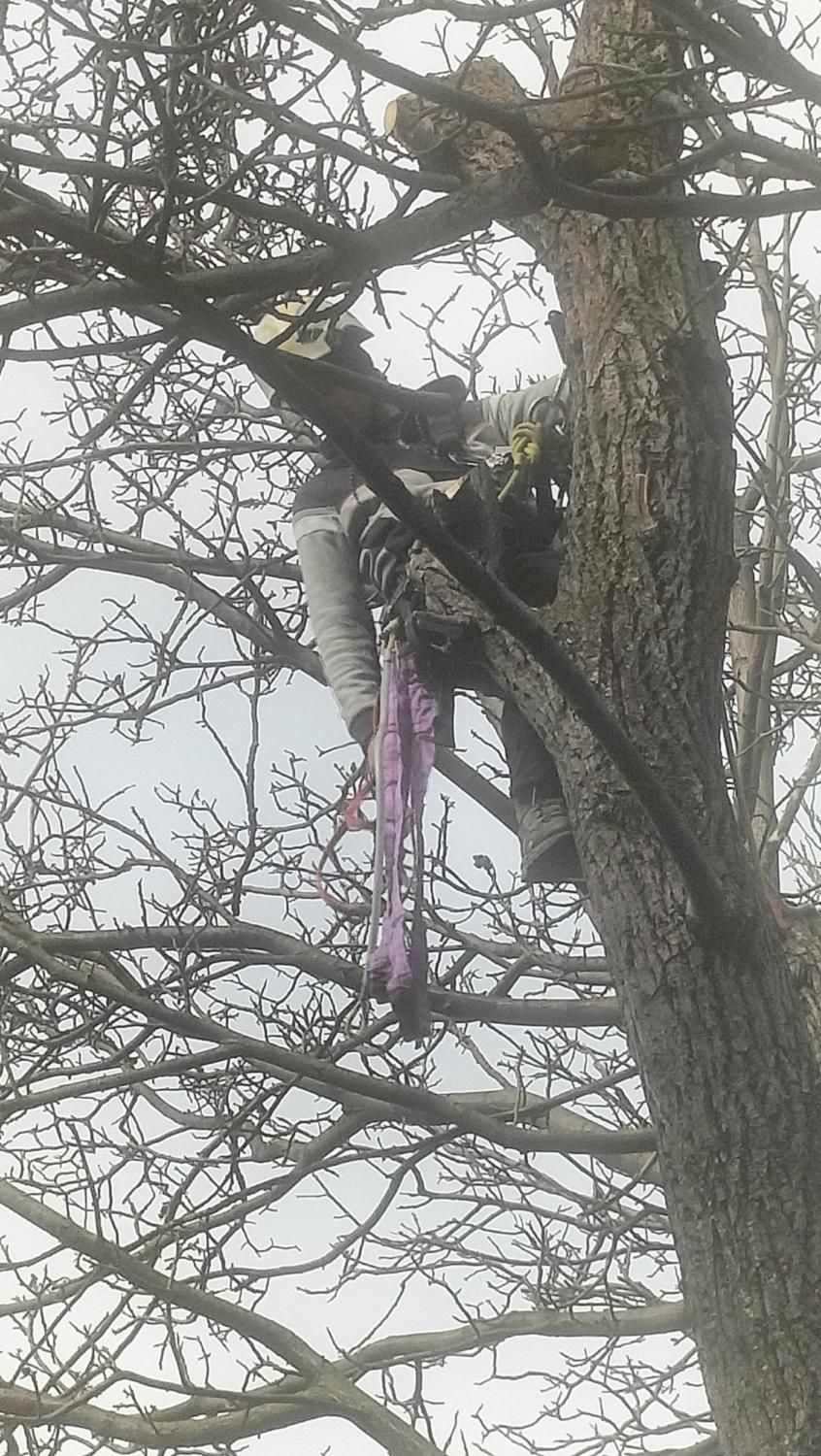 Alpinist la tăiere arbori
