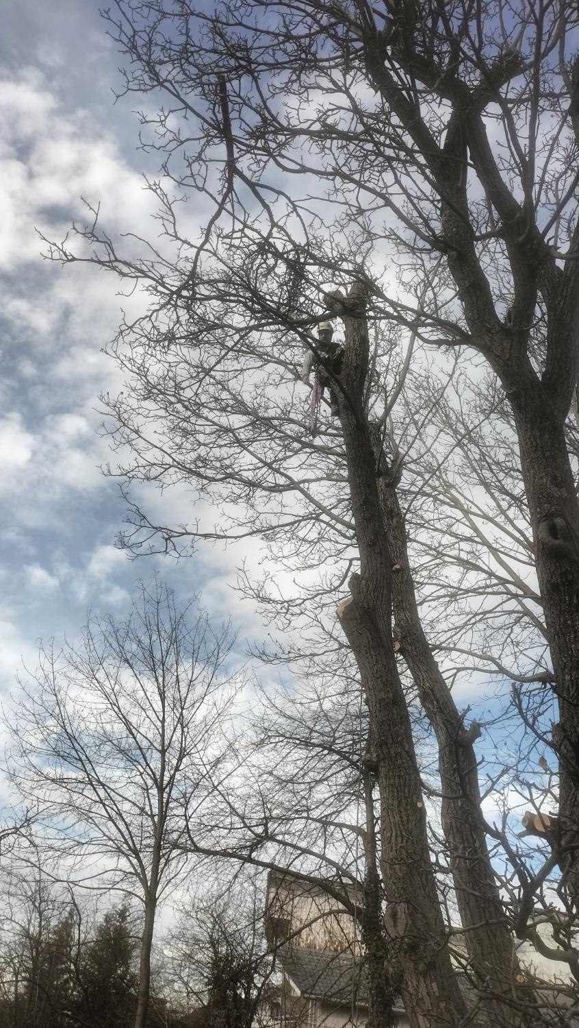 Toaletare arbori