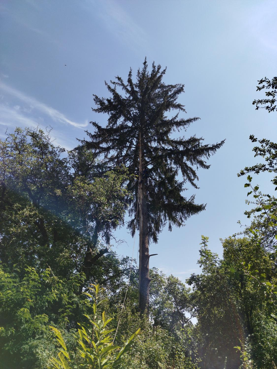 Toaletare conifer