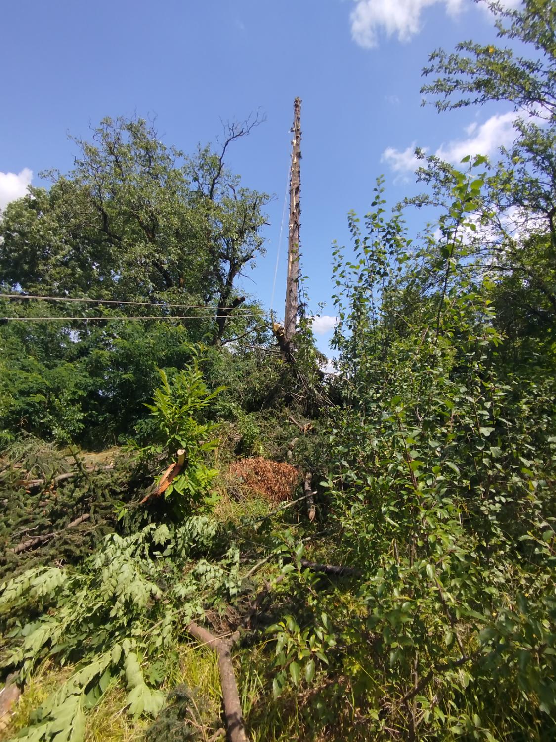 Dismantling arbore