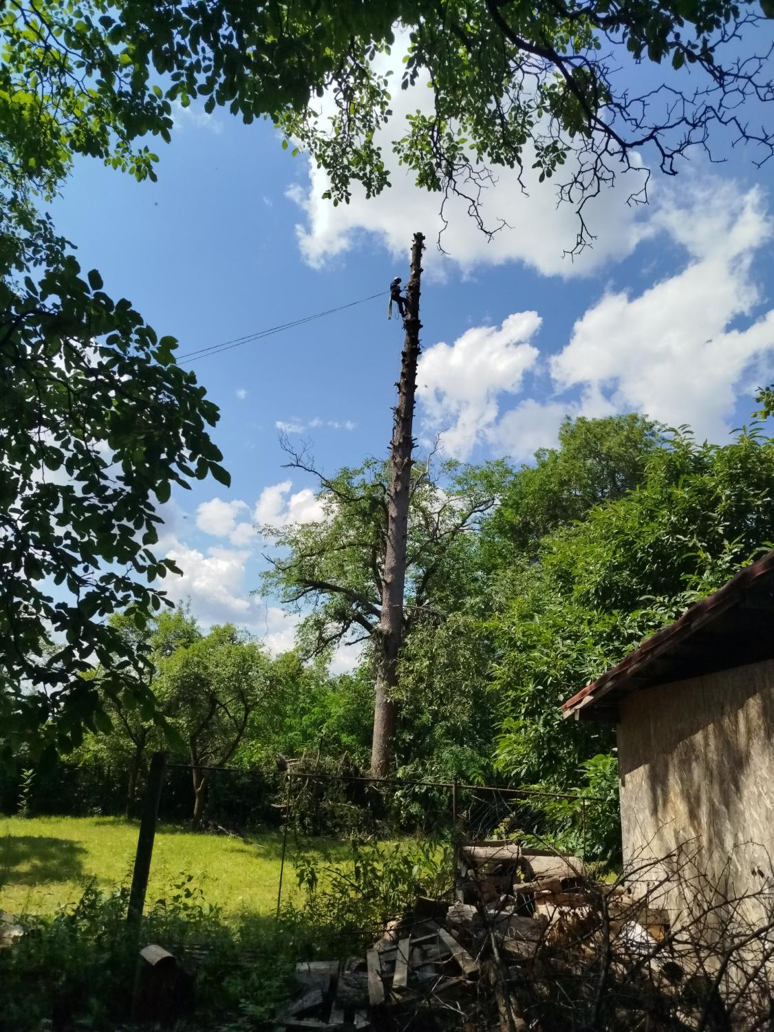 Tăiere arbore înalt